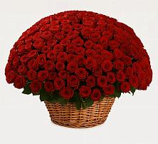 251 Премиум красная роза в Якутске Премиум букет из: Розы в Якутске